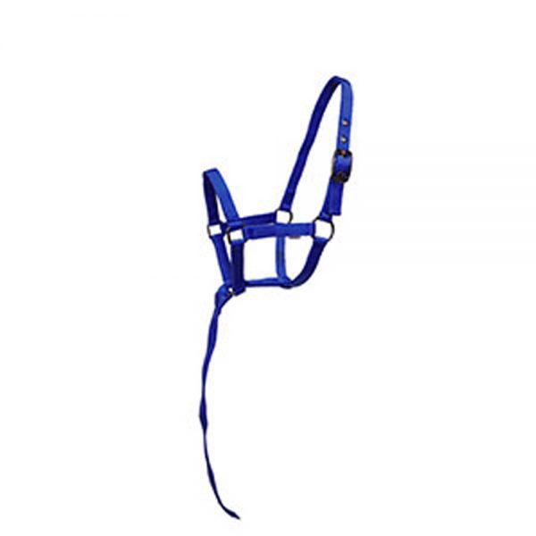 Beautiful-Foal-Halters1 Beautiful-Foal-Halters1