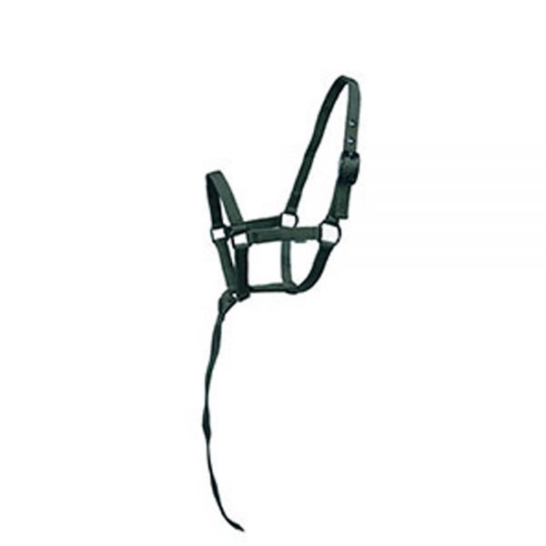 Beautiful-Foal-Halters2 Beautiful-Foal-Halters2