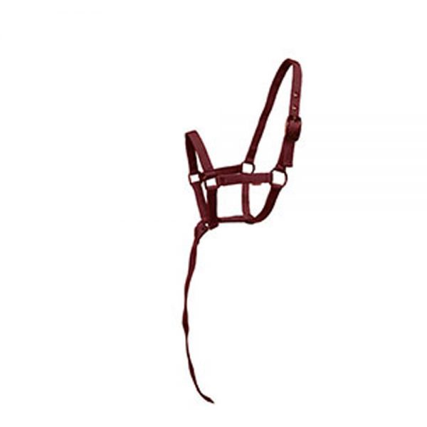 Beautiful-Foal-Halters4 Beautiful-Foal-Halters4