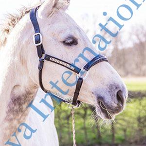 Horse Black Leather Halter With Brass Hardware