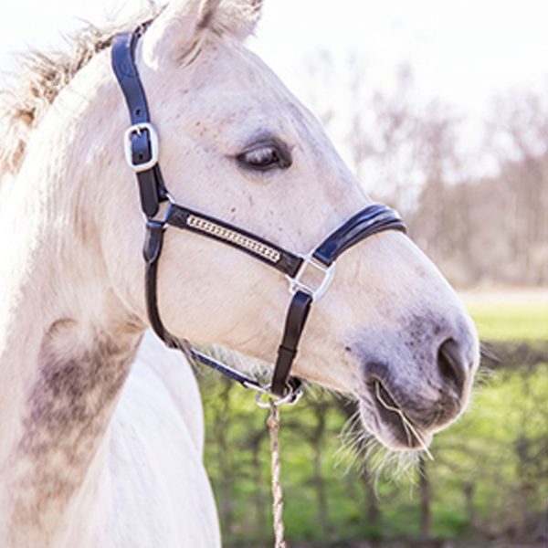 Black-leather-lack-halter-with-strass Black-leather-lack-halter-with-strass