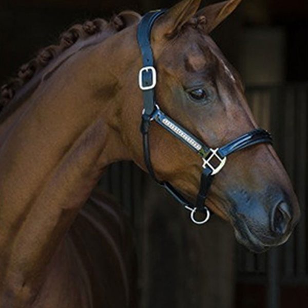 Black-leather-lack-halter-with-strass1 Black-leather-lack-halter-with-strass1