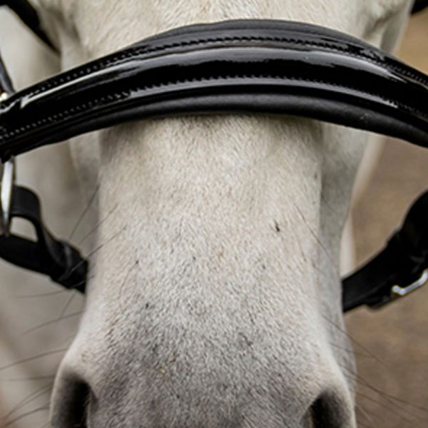 Black-leather-lack-halter-with-strass2 Black-leather-lack-halter-with-strass2