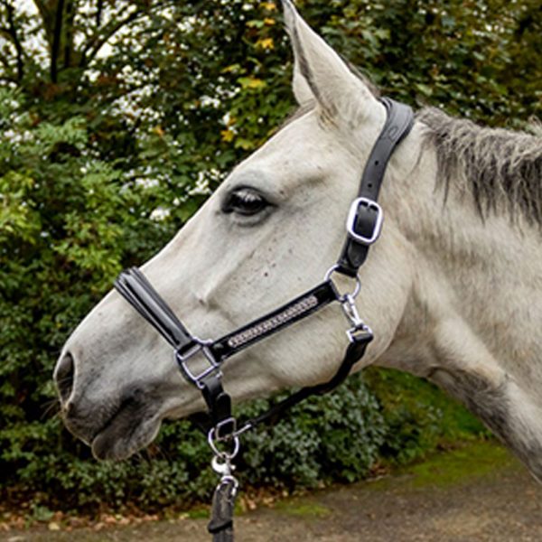 Black-leather-lack-halter-with-strass3 Black-leather-lack-halter-with-strass3
