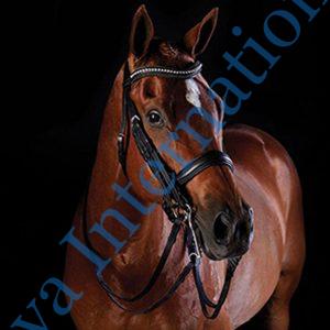 Anatomic Horse Snaffle Bridle with Flash Noseband