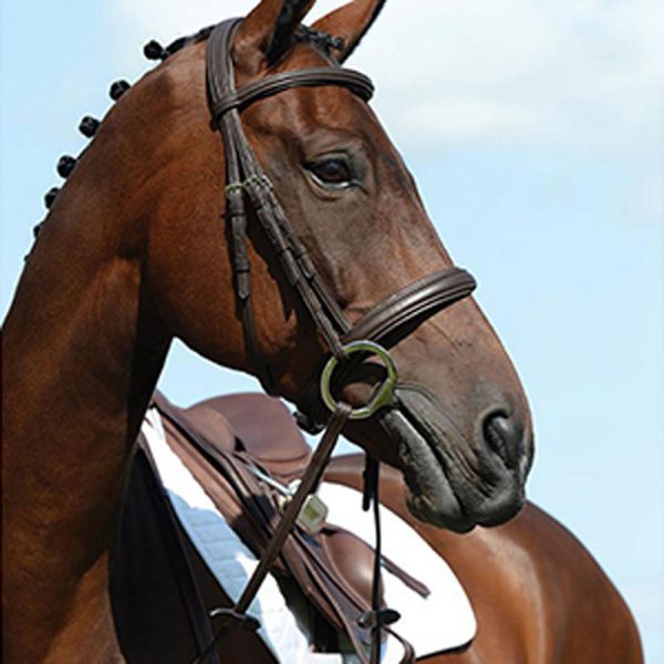 Collegiate-Syntovia+-Padded-Raised-Cavesson-Bridle