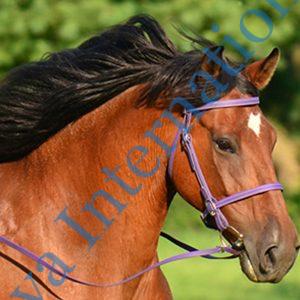 Horse Pvc Bridle Wholeseller in India