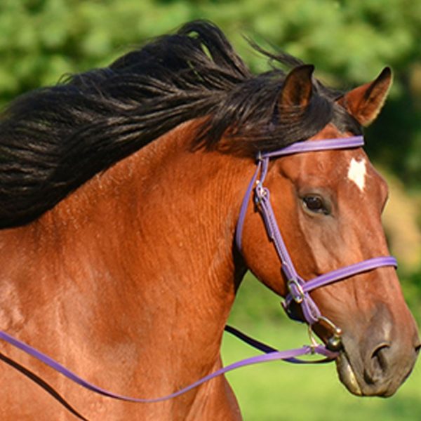 English-Bridle-&-Reins