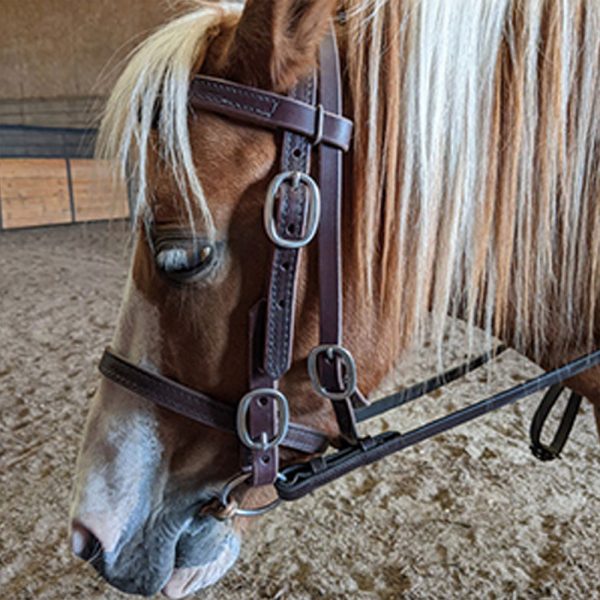 Halter-Bridle-&-Reins-with-Bit-Hangers2 Halter-Bridle-&-Reins-with-Bit-Hangers2