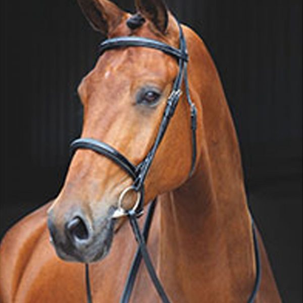 Shires-Salisbury-Fairford-Bridle1