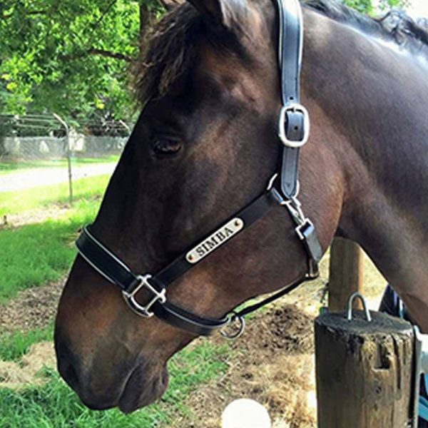 Silver-Leather-Halter-4 Silver-Leather-Halter-4