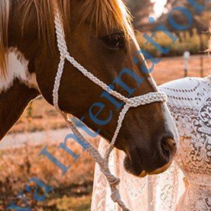 Horse Rope Halter Wholesaler in India