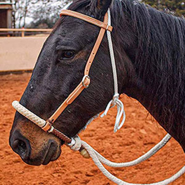 Western-Horse-Breaking-Training-Hackamore-USA-Made1