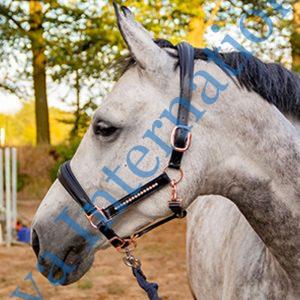 Rose Gold Horse Leather Halter Best Price In India