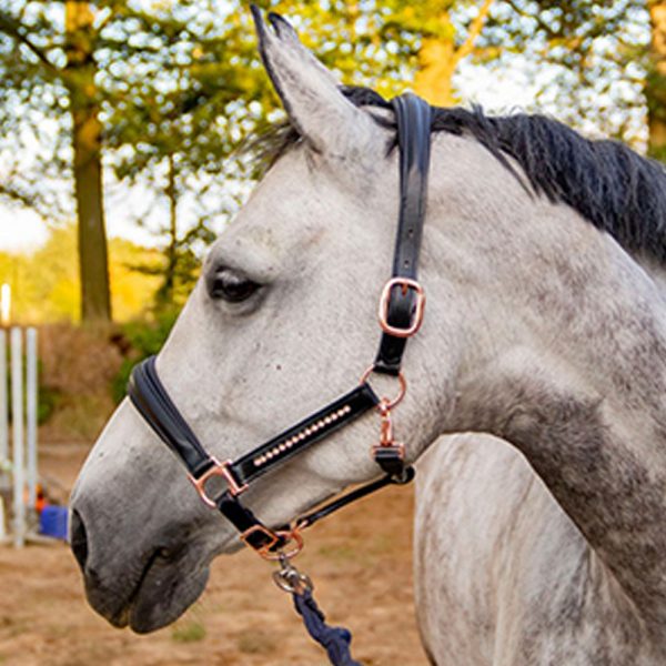 rose-goldpink-Leather-halter rose-goldpink-Leather-halter