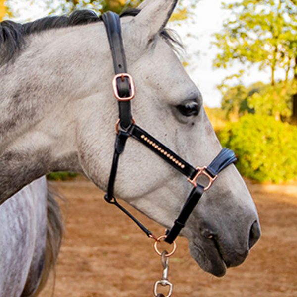 rose-goldpink-Leather-halter1 rose-goldpink-Leather-halter1