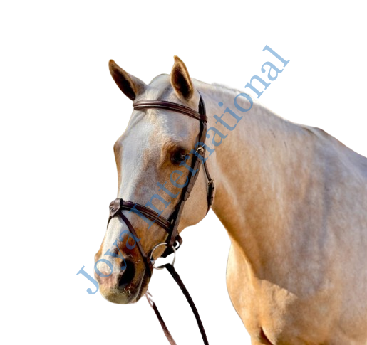 c08897b3-a61a-4a87-b667-be0a23ce4b9b-removebg-preview c08897b3-a61a-4a87-b667-be0a23ce4b9b-removebg-preview