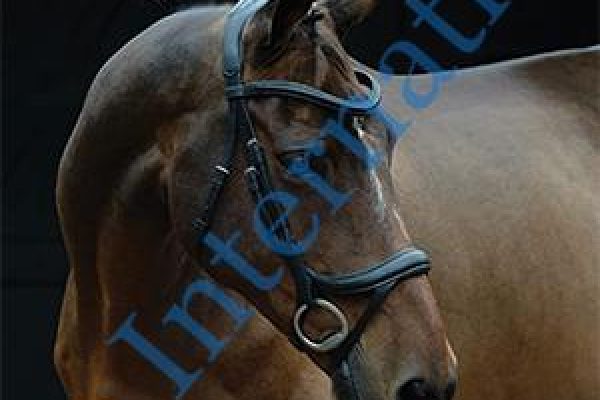 Collegiate-ComFiTec-Vogue-Anatomical-Bridle